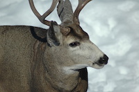 Mule Deer