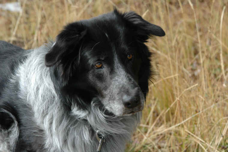 Domestic Dog Photos Animals In The Wild Wildlife Photography By Jim 