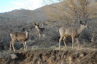 mule deer