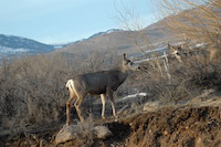 mule deer