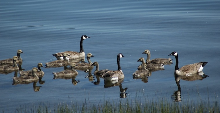 Canada Geese family