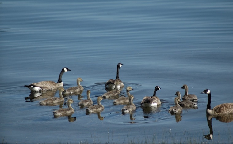 Canada Geese family