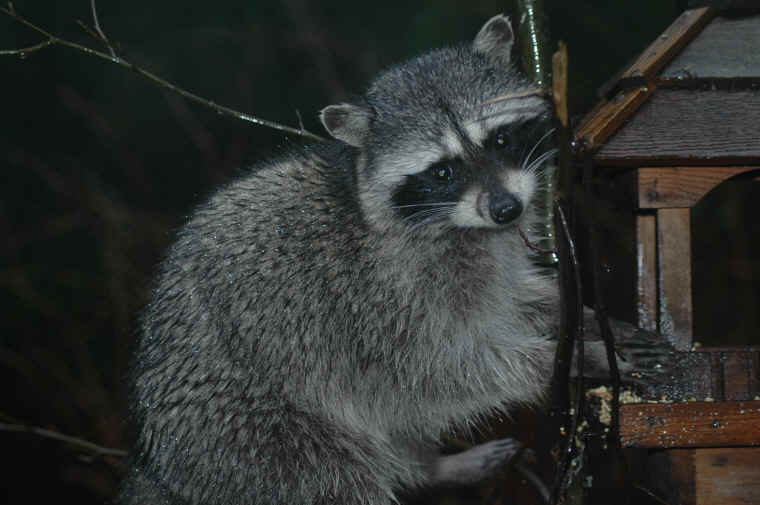 Raccoon - 021