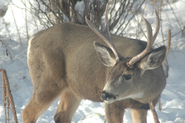 Mule Deer