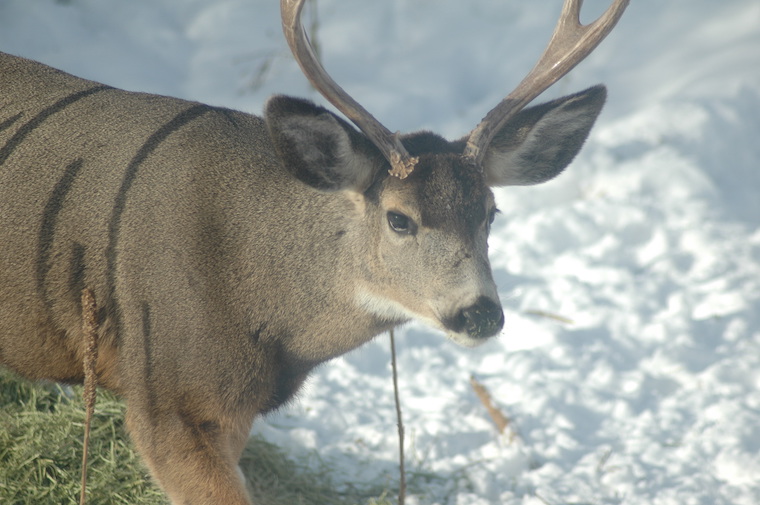 Mule Deer