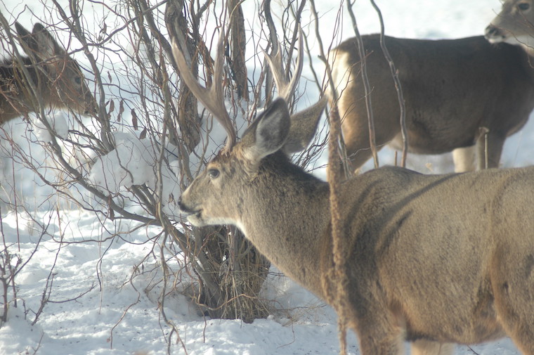 Mule Deer