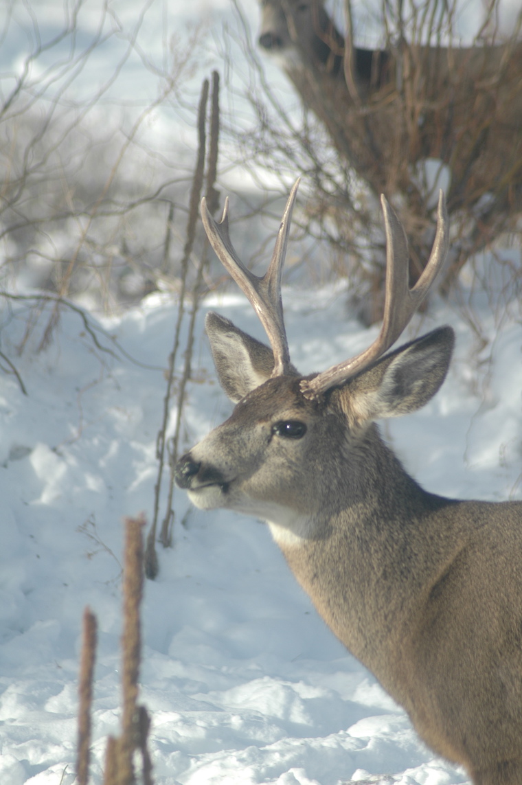 Mule Deer