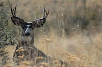 Mule Deer