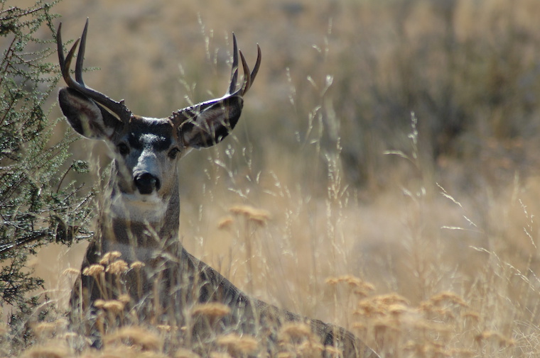 Mule Deer