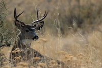 Mule Deer