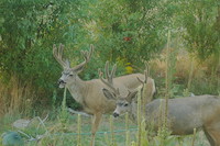 Mule deer