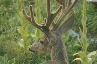 Mule deer
