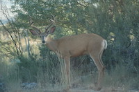 Mule Deer