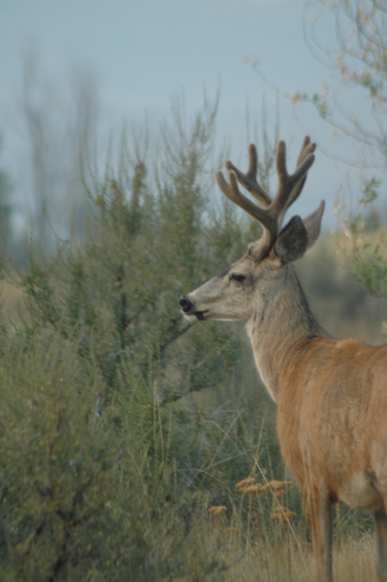 Mule Deer