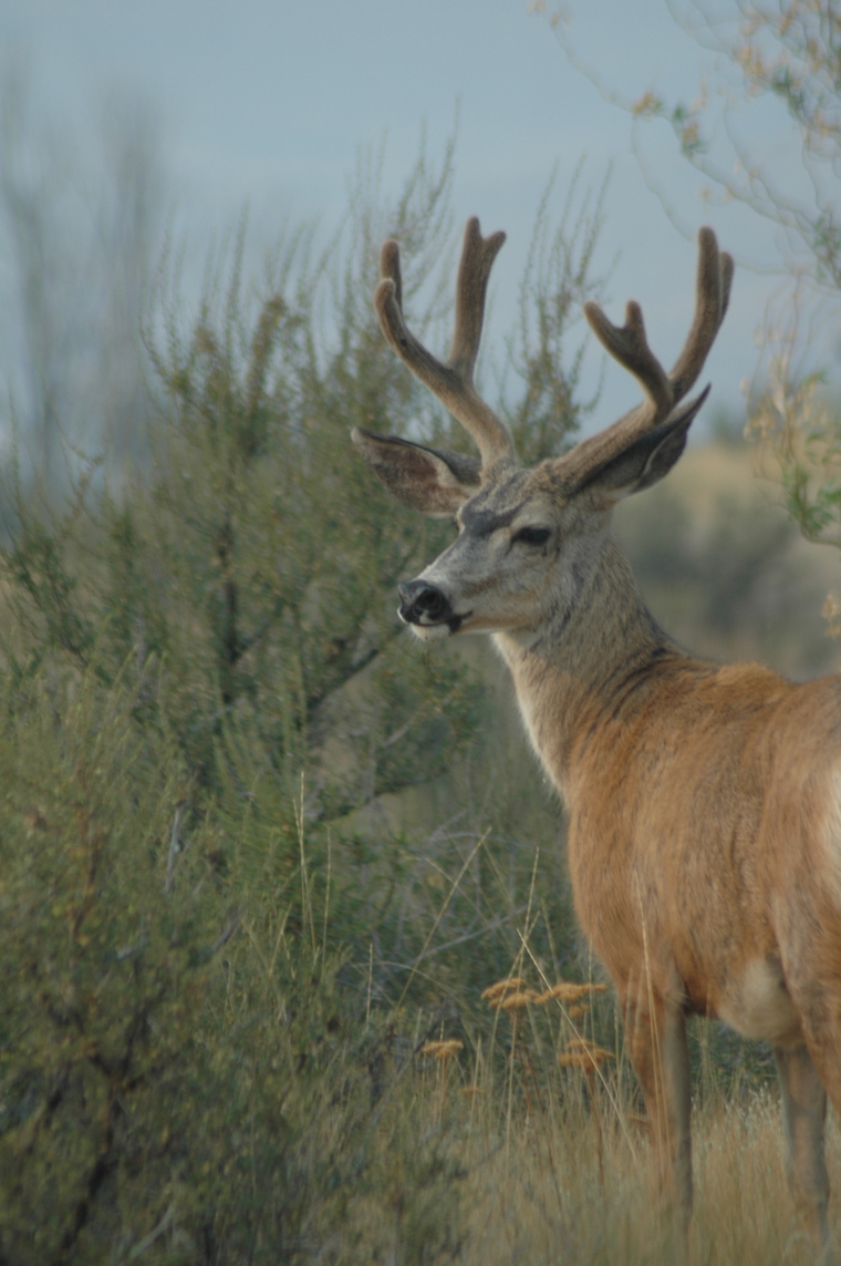 Mule Deer