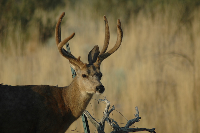 Mule Deer