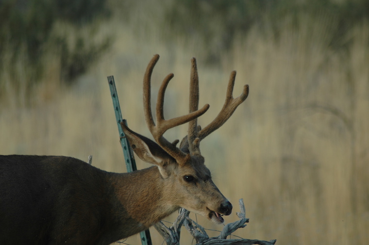 Mule Deer