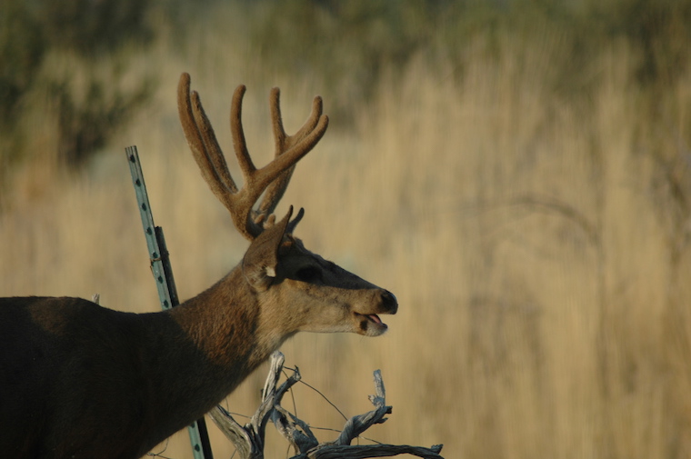 Mule Deer