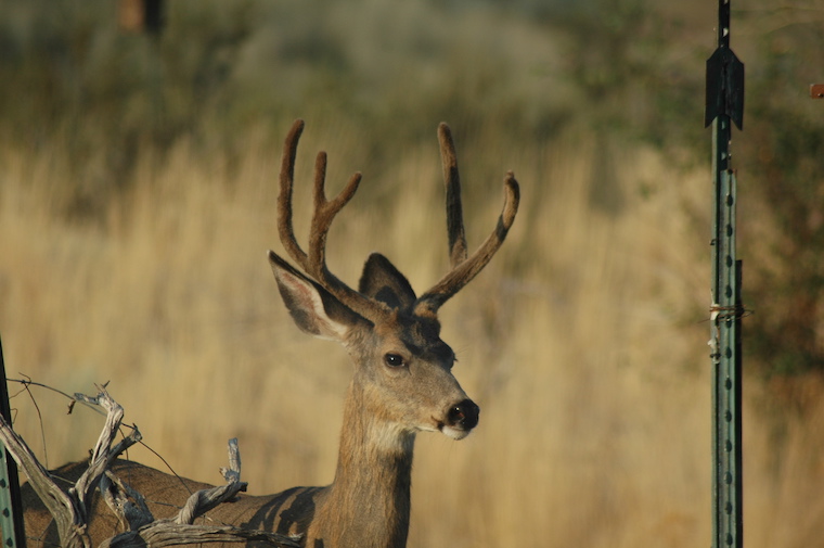 Mule Deer