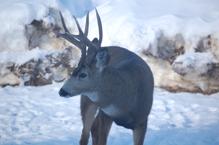 Mule Deer