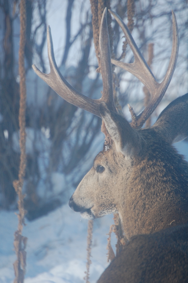 Mule Deer