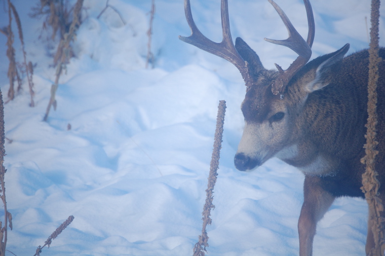 Mule Deer