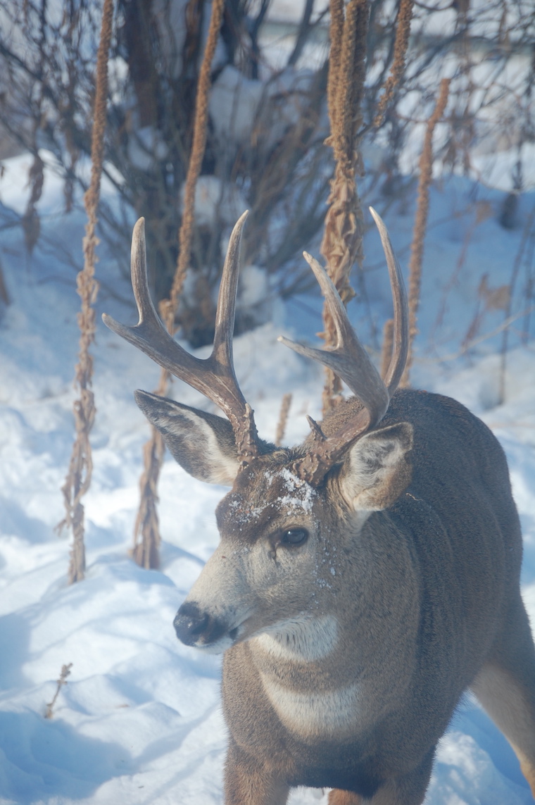 Mule Deer