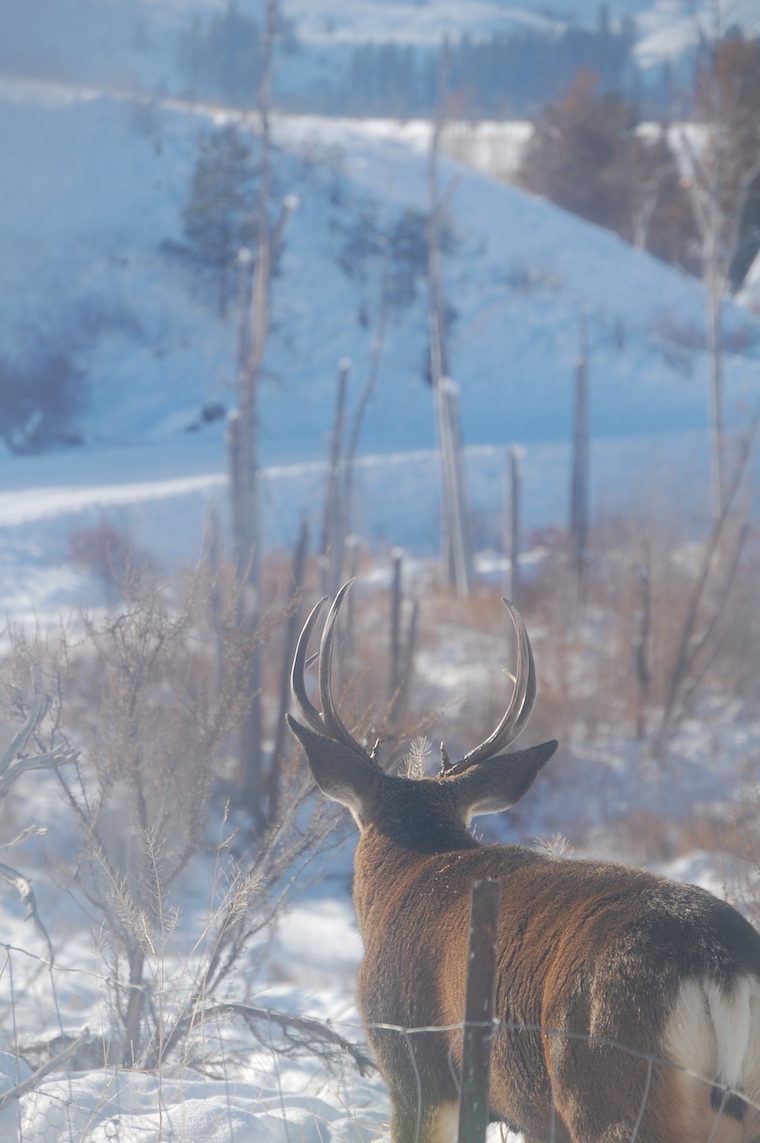 Mule Deer