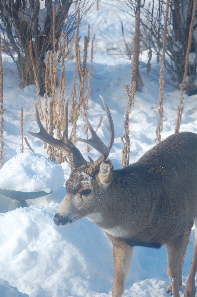 mule deer