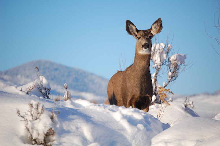 Mule Deer
