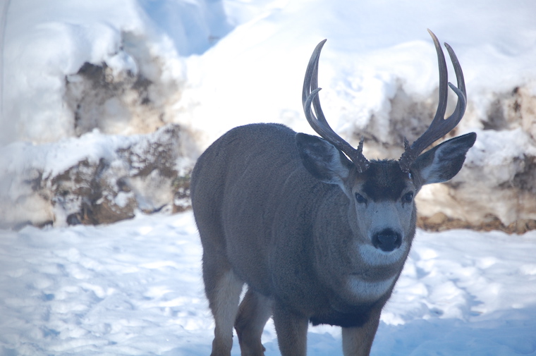 Mule Deer