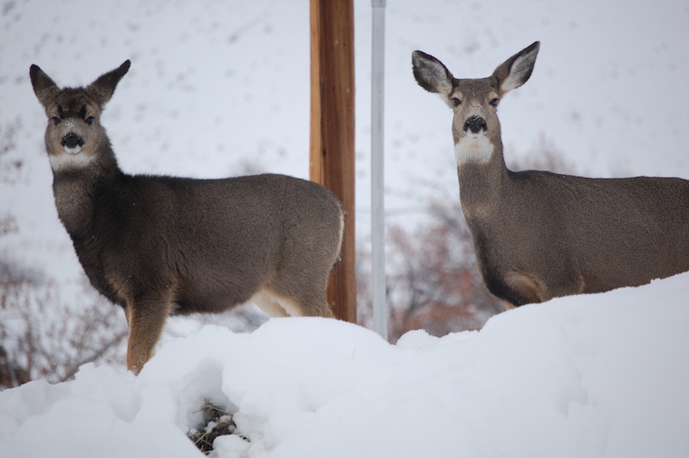 mule deer
