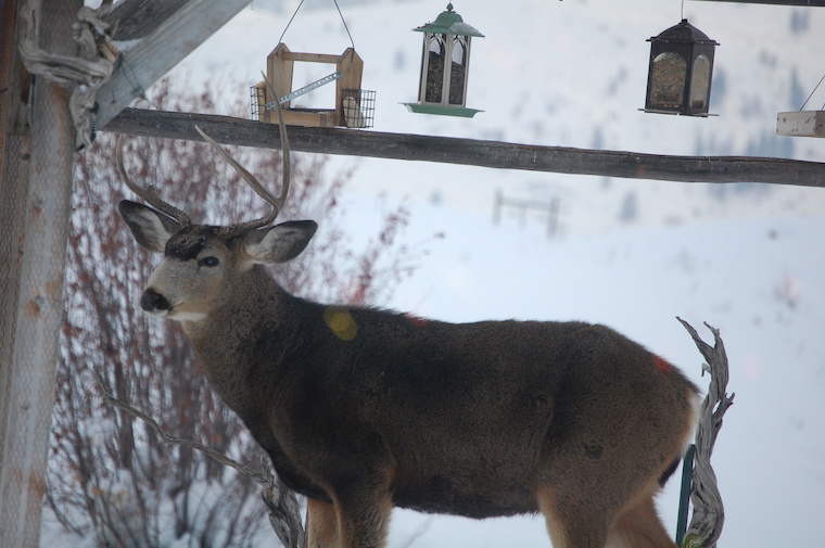 mule deer