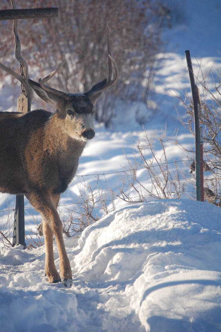 mule deer