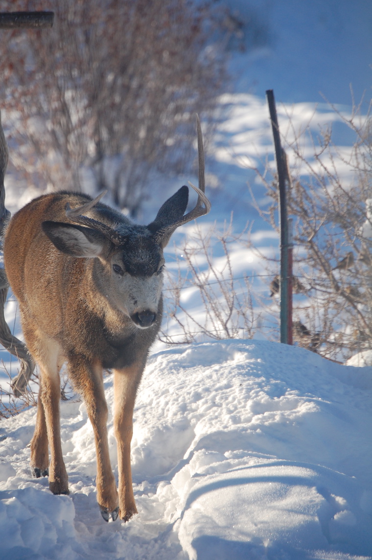 mule deer