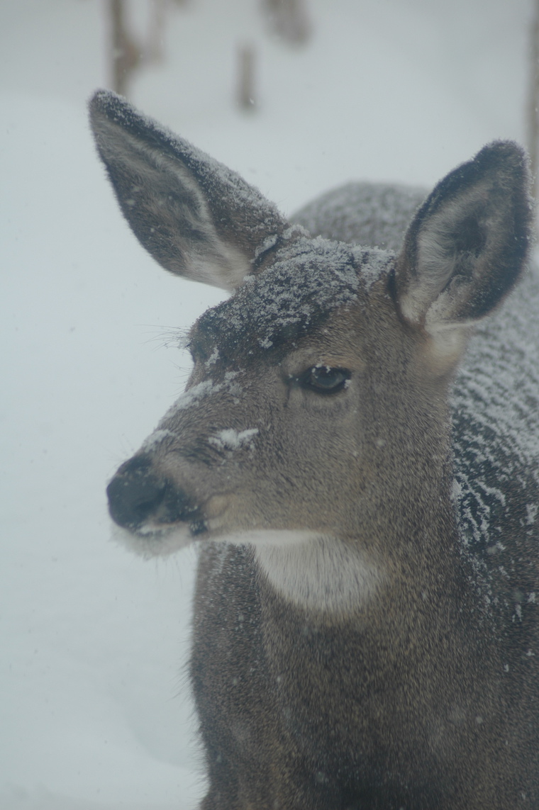 Mule Deer