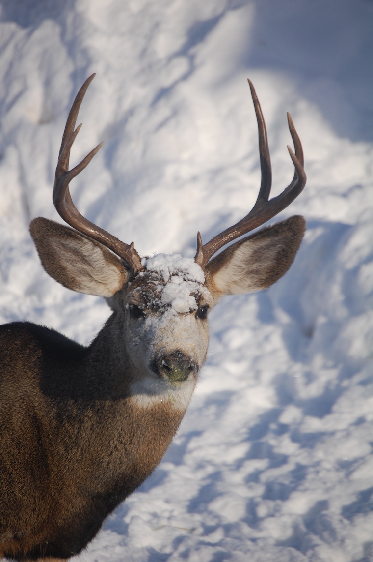 Mule Deer