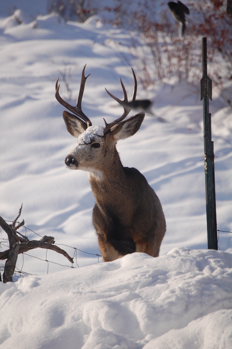 Mule Deer