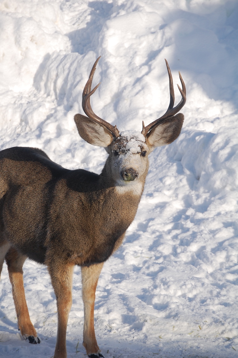 Mule Deer