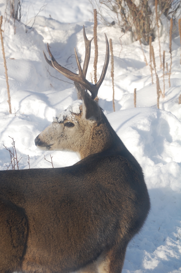 Mule Deer