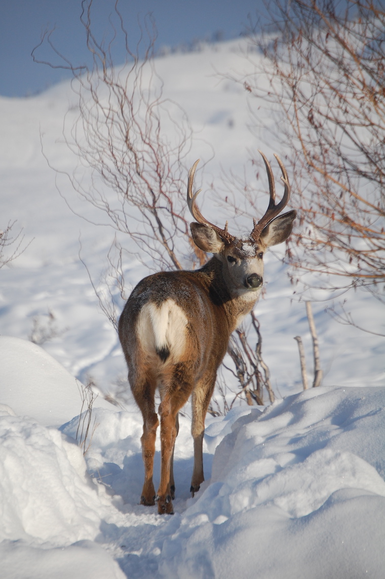 Mule Deer