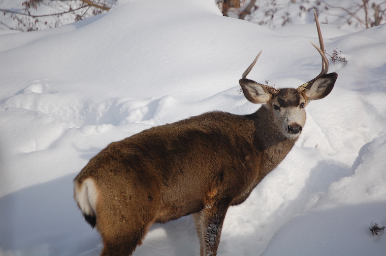 Mule Deer