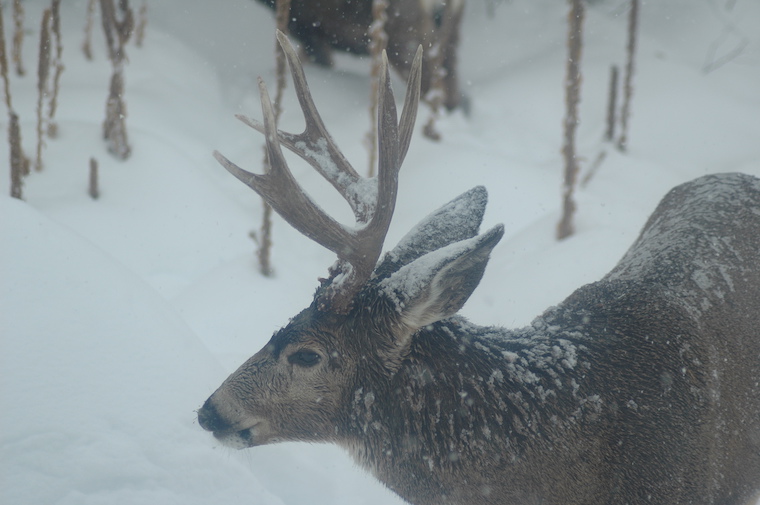 Mule Deer