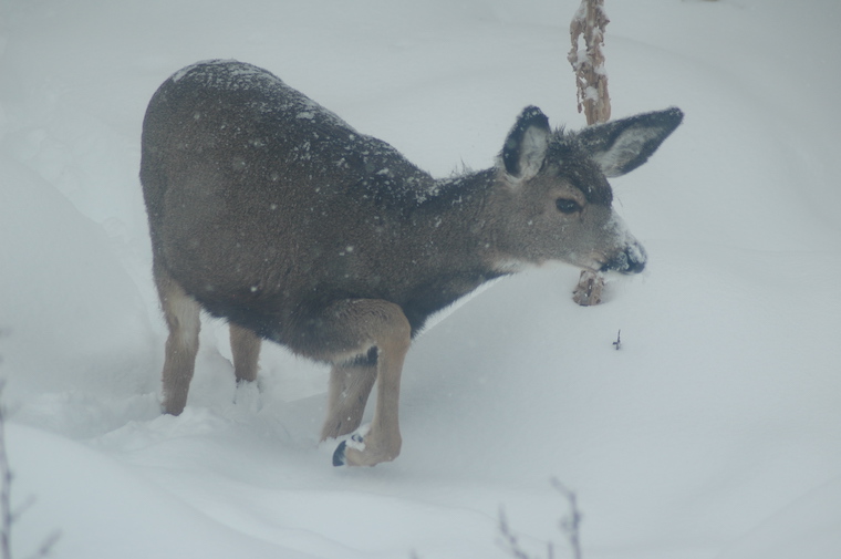 Mule Deer
