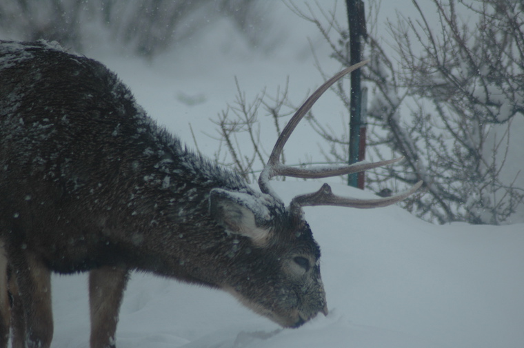 Mule Deer