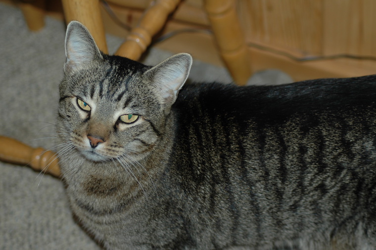 Cat Caine