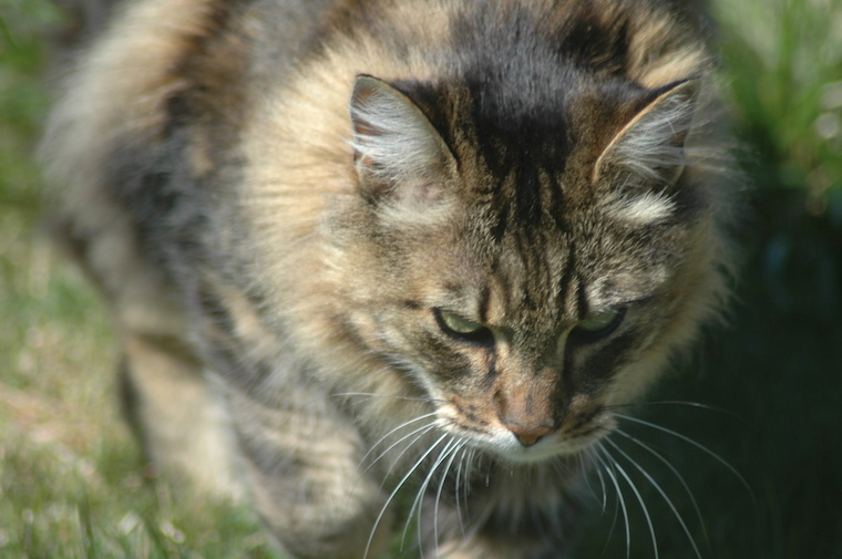 Cat Tigger