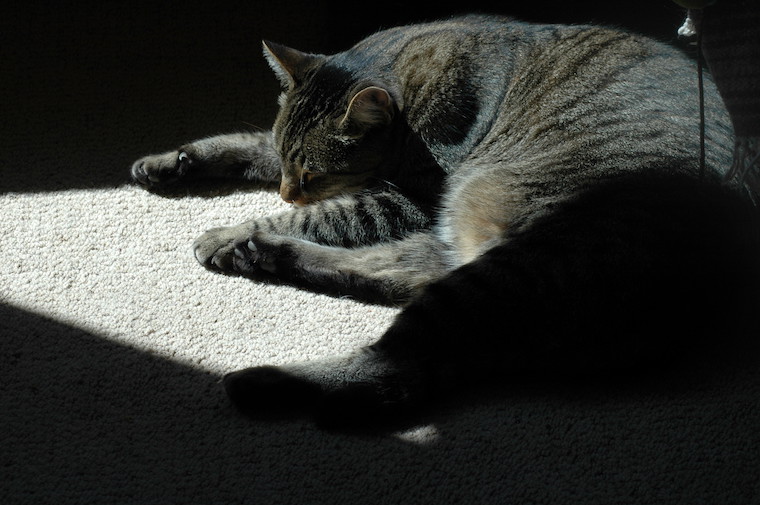 Cat Caine
