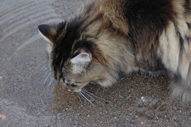cat Tigger