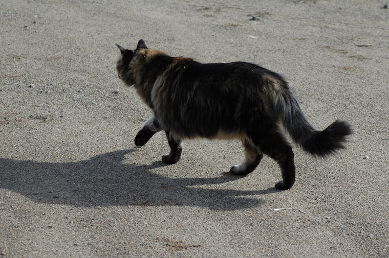 Cat Tigger